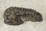 Bargain, .8" Gerastos Trilobite Fossil - Morocco - #193942-2